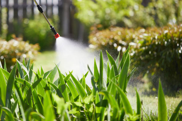 24/7 Emergency Termite Control experts in New Fairview, TX
